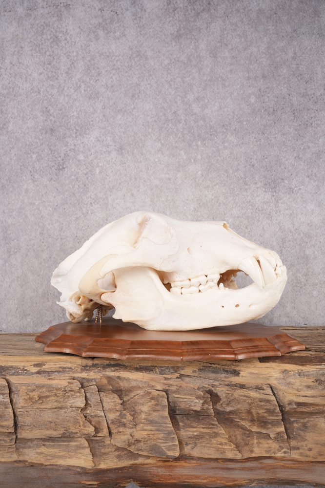 A7407022 Grizzly Bear Skull SKU 2866 - Image 1