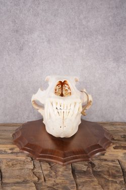 Grizzly Bear Skull SKU 2866 - Image 8