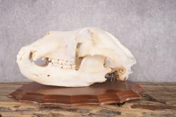 Grizzly Bear Skull SKU 2866 - Image 7