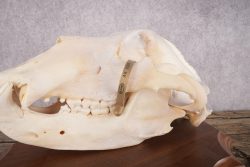 Grizzly Bear Skull SKU 2866 - Image 6