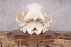 Grizzly Bear Skull SKU 2866 - Image 5