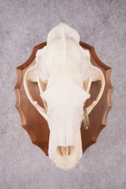 Grizzly Bear Skull SKU 2866 - Image 4