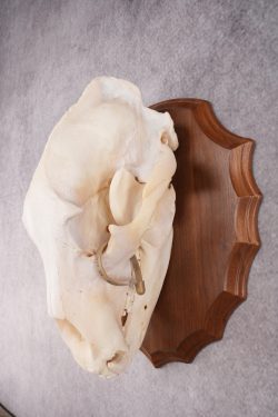 Grizzly Bear Skull SKU 2866 - Image 3