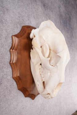 Grizzly Bear Skull SKU 2866 - Image 2