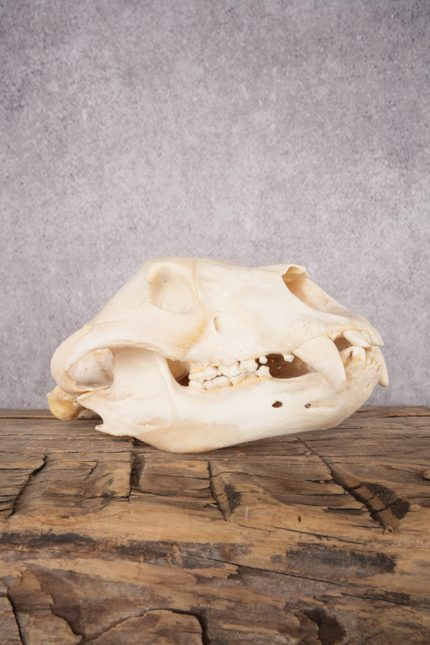 Black Bear Skull SKU 2867
