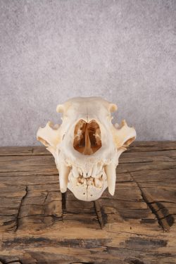 Black Bear Skull SKU 2867 - Image 4