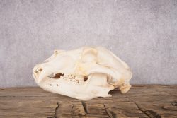 Black Bear Skull SKU 2867 - Image 3