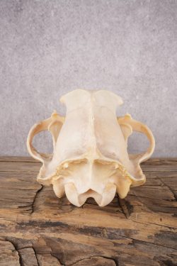 Black Bear Skull SKU 2867 - Image 2