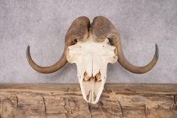 Musk Ox Skull SKU 2869 - Image 4