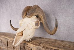 Musk Ox Skull SKU 2869 - Image 3