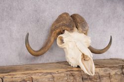 Musk Ox Skull SKU 2869 - Image 2