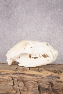 Black Bear Skull SKU 2830