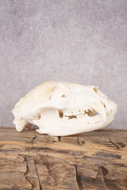 Black Bear Skull SKU 2830