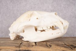 Black Bear Skull SKU 2830 - Image 5