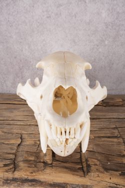 Black Bear Skull SKU 2830 - Image 4