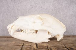 Black Bear Skull SKU 2830 - Image 3