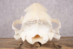 Black Bear Skull SKU 2830 - Image 2