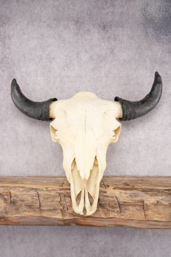 Bison Skull SKU 2872