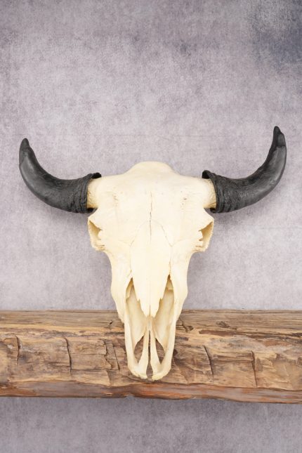 Bison Skull SKU 2872