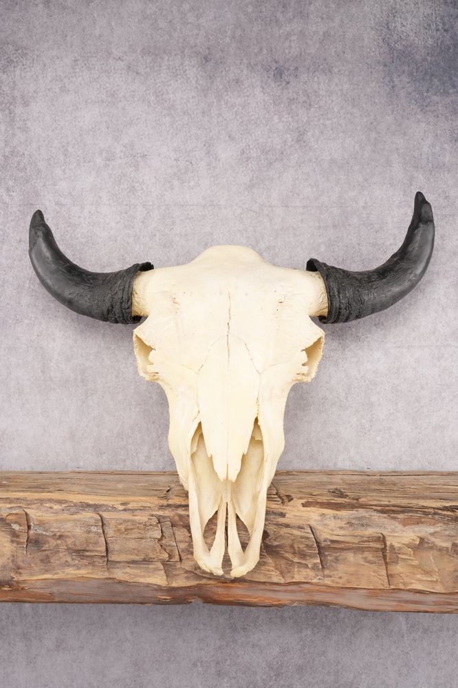 A7407072 Bison Skull SKU 2872 - Image 1