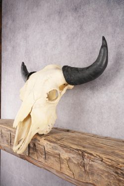 Bison Skull SKU 2872 - Image 6
