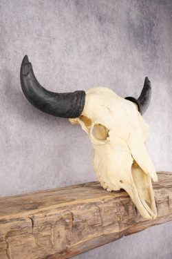 Bison Skull SKU 2872 - Image 5