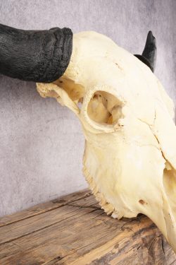 Bison Skull SKU 2872 - Image 4