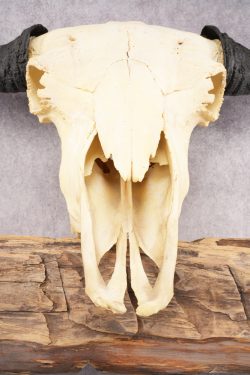 Bison Skull SKU 2872 - Image 2