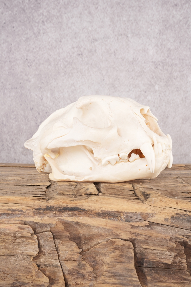 A7407079 Cougar Skull SKU 2865 - Image 1