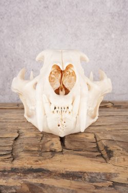 Cougar Skull SKU 2865 - Image 4