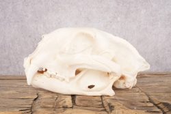 Cougar Skull SKU 2865 - Image 3