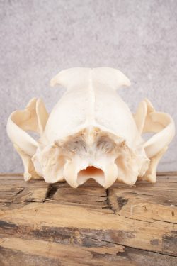 Cougar Skull SKU 2865 - Image 2