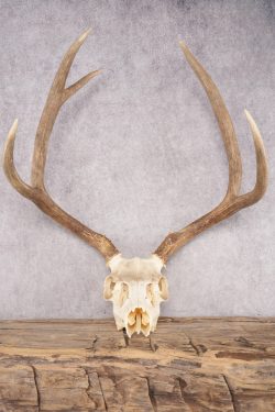 Mule Deer Skull SKU 2851