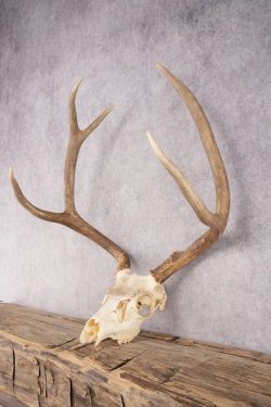 Mule Deer Skull SKU 2851 - Image 3