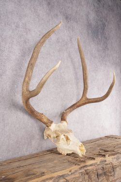 Mule Deer Skull SKU 2851 - Image 2