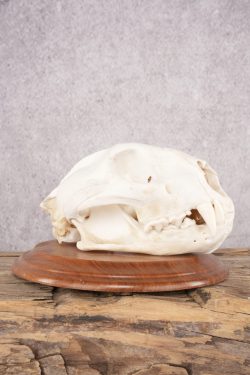 Cougar Skull SKU 2870 - Image 2
