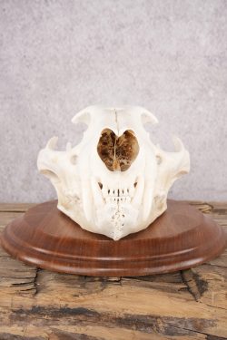 Cougar Skull SKU 2870 - Image 3