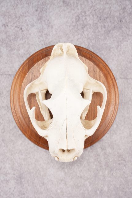 Cougar Skull SKU 2870