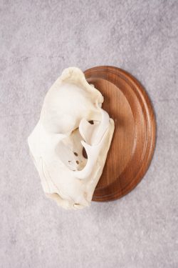 Cougar Skull SKU 2870 - Image 4