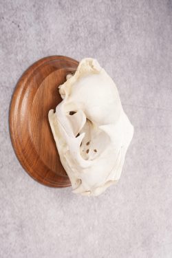 Cougar Skull SKU 2870 - Image 5