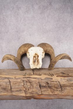 Wild Sheep Skull SKU 2877