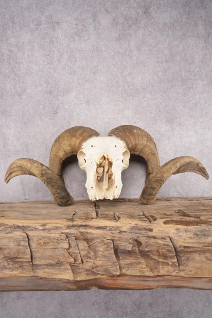 Wild Sheep Skull SKU 2877