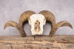 Wild Sheep Skull SKU 2877 - Image 4