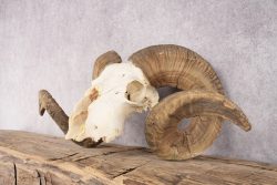 Wild Sheep Skull SKU 2877 - Image 3