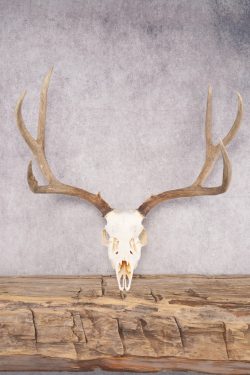Mule Deer Skull SKU 2850