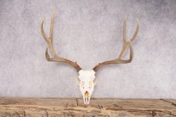 Mule Deer Skull SKU 2850 - Image 4