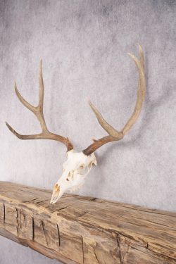Mule Deer Skull SKU 2850 - Image 3