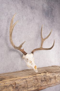 Mule Deer Skull SKU 2850 - Image 2