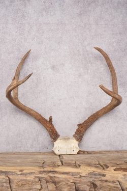 Mule Deer Skull Plate SKU 2838