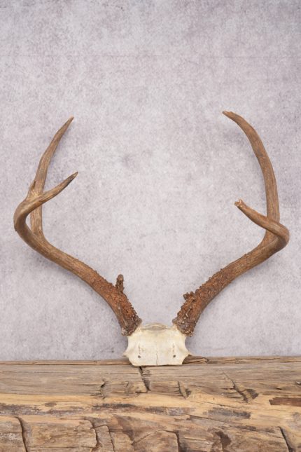 Mule Deer Skull Plate SKU 2838